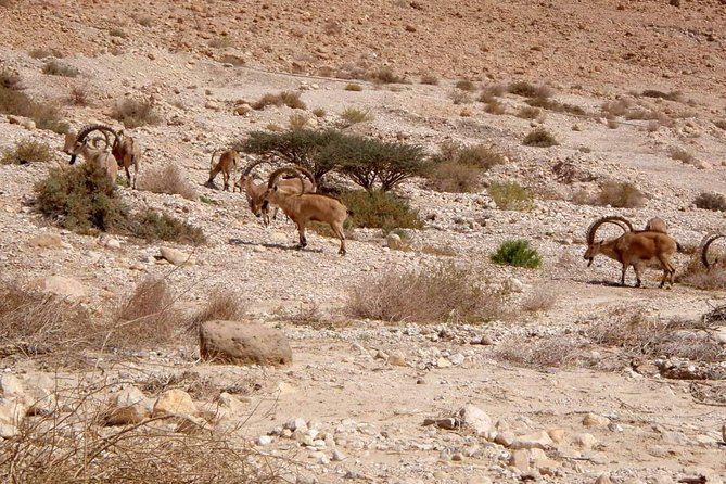 4WD Masada Ein Gedi Judea desert Dead Sea adventure 4x4 Tour. - Lunch and drinks included in the day