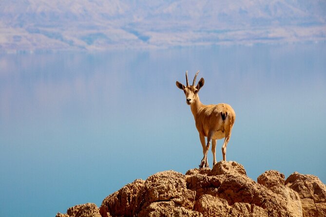 Desert Safari and Dead Sea Day Trip from Jerusalem - Two hours at the Dead Sea