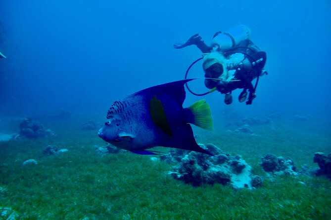 Discover Scuba Diving - Indroductory Dives - What you may see beneath the Red Sea