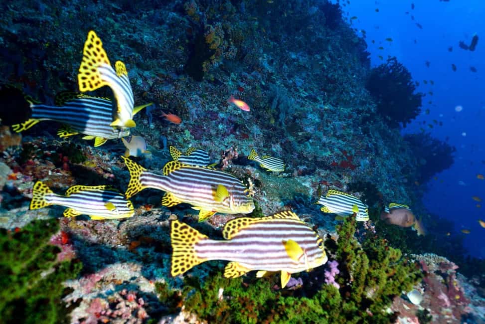 Eilat: Intro to Diving with Certified Instructor - What the Red Sea setting adds