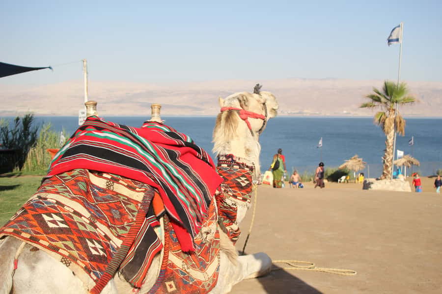 From Tel Aviv: Dead Sea Self-Guided Chill-Out Day Trip - Floating in the salt-heavy water