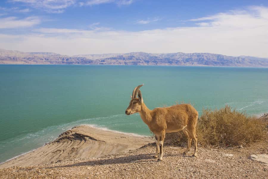 From Tel Aviv: Dead Sea Visit & Desert Safari - The 4WD ride near the Cliffs of Dragot