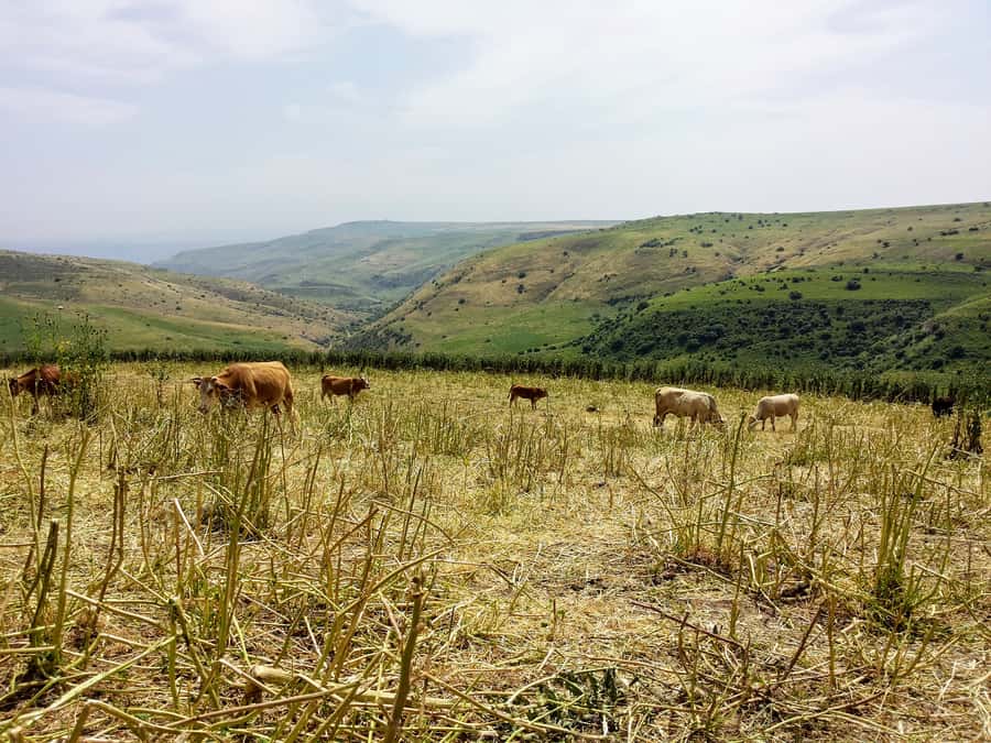 From Tel Aviv: Golan Heights Tour - Key points to know before booking