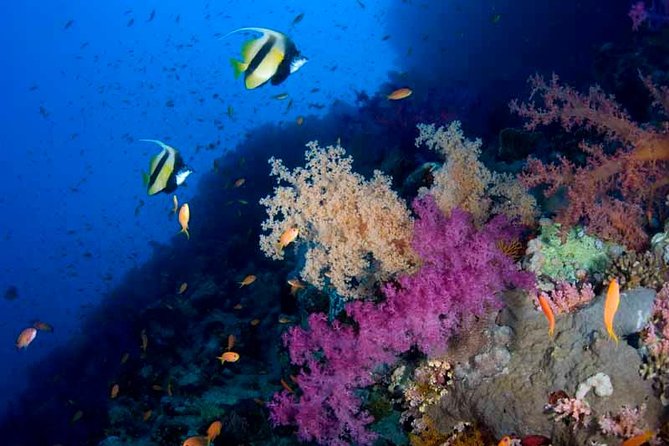 Introductory Dive in Eilat - The 15-minute lesson: your first important step