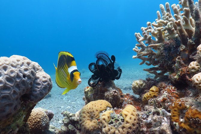 PADI Open Water Diver Course - 5 Days Scuba Diving - Five days to a worldwide certificate