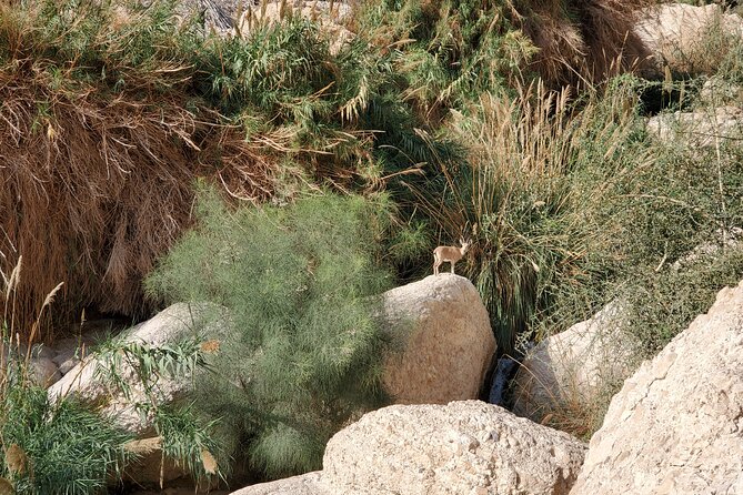 Private Day Tour in Masada and the Dead Sea - The Ahava factory visit