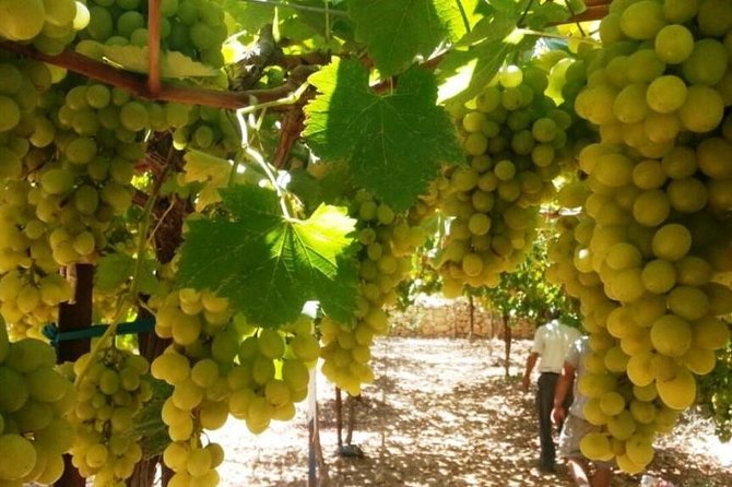 Private Israeli Wines Tour of the Central Israel - Key points to know before booking