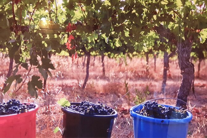 Private Israeli Wines Tour of the Central Israel - The guide makes the difference