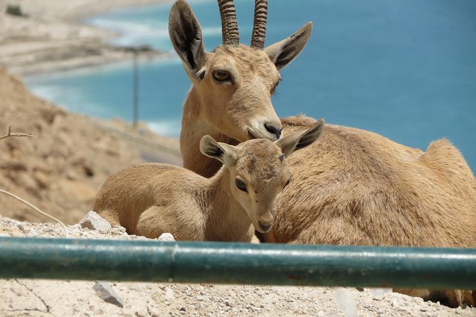 Private Tour: Dead Sea and Masada - Price, timing, and cancellation terms