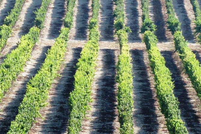 Private wine tour of Northern Israel - What happens at each winery
