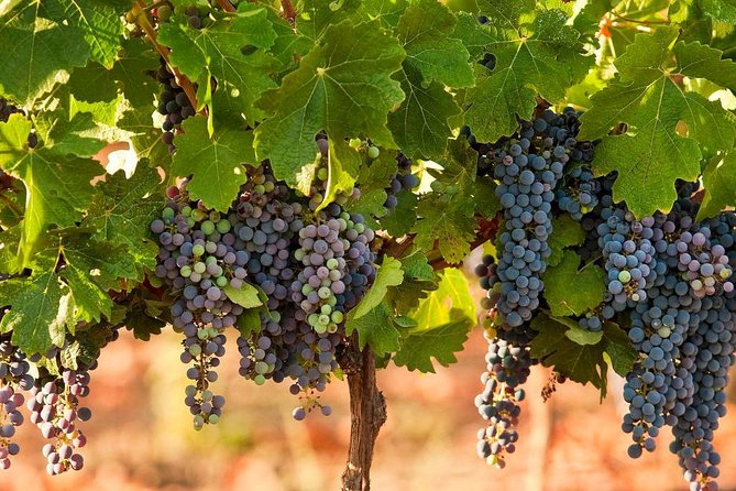 Private wine tour of Northern Israel - Timing, cost, and who gets the best value