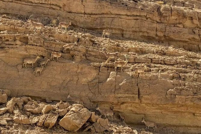 Ramon Crater Jeep Tour from Mitzpe Ramon - Why Ramon Crater deserves more than a rim viewpoint
