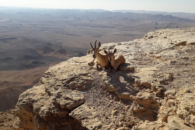 Rappelling Down the Ramon Crater Cliff - Is $115 a Fair Price?