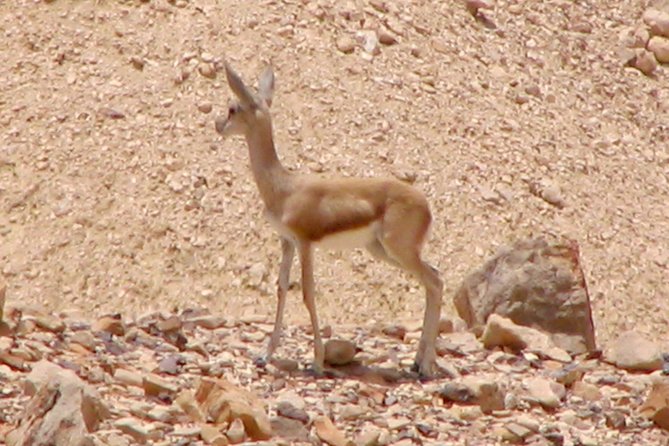 Two hour guided jeep tour in to and around the Ramon crater - Timing, pickup, and what to bring