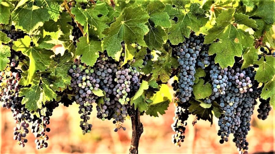 Wine Tour North of Israel from Tel Aviv - Key points to know before booking