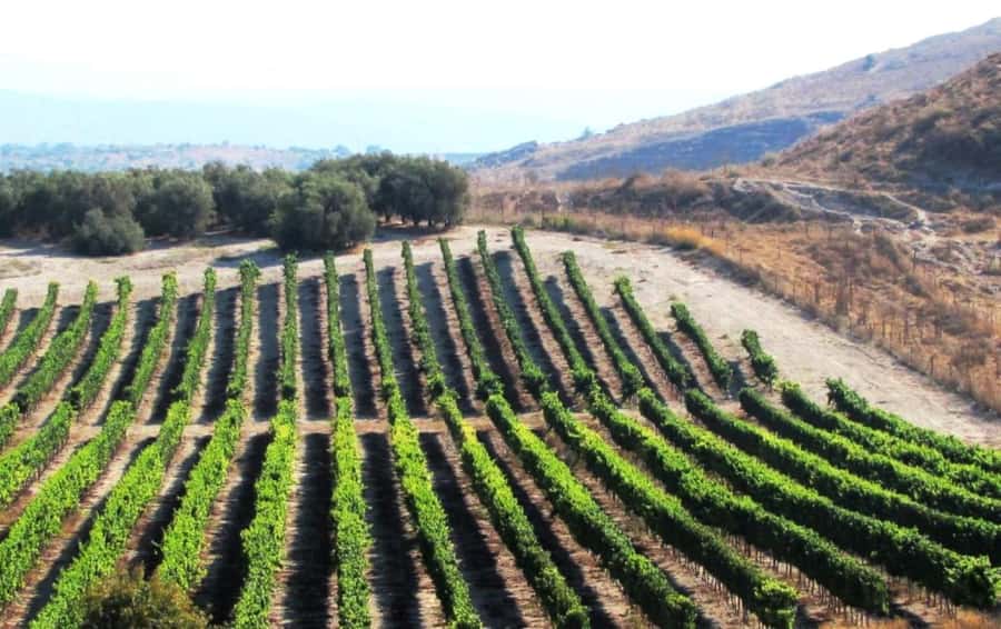 Wine Tour North of Israel from Tel Aviv - Why northern Israel is suited to wine