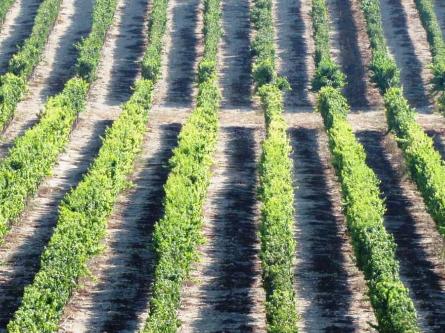 Wine Tour North of Israel from Tel Aviv - First winery: an introduction to the northern wine scene