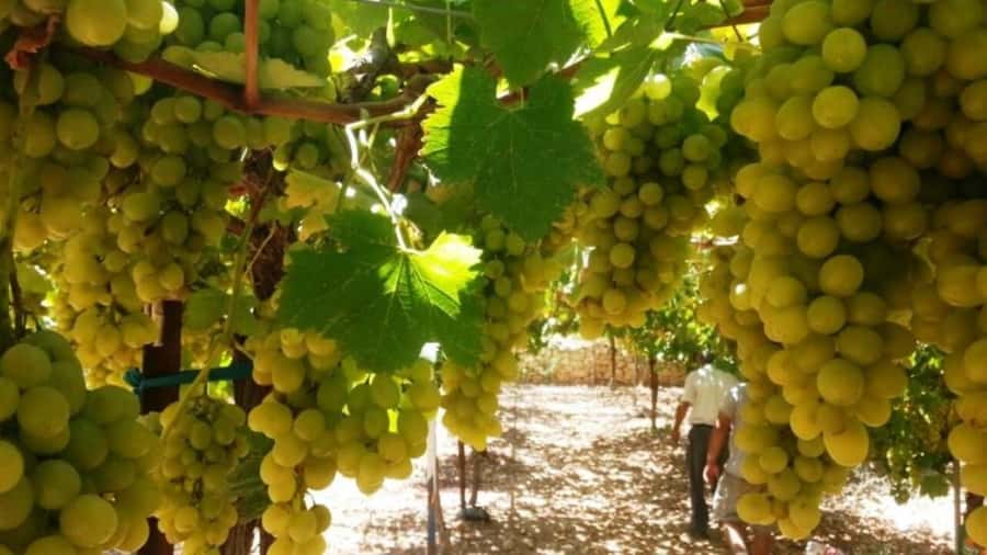 Wine Tour North of Israel from Tel Aviv - Is $1,099 good value?